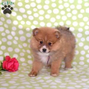 Sandy, Pomeranian Puppy