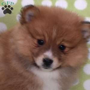 Sandy, Pomeranian Puppy