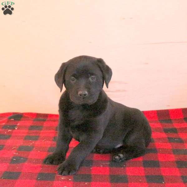 Santiago, Charcoal Labrador Retriever Puppy