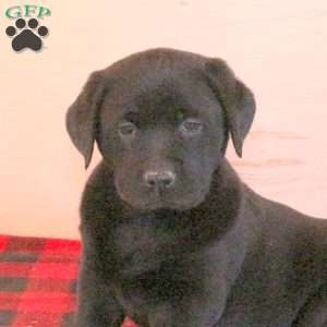 Santiago, Charcoal Labrador Retriever Puppy