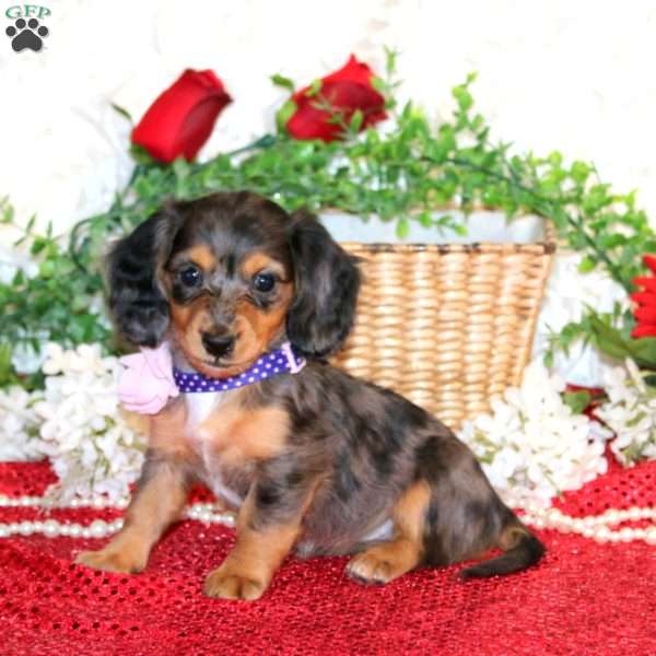 Sapphire-Mini, Dachshund Puppy
