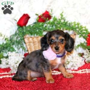 Sapphire-Mini, Dachshund Puppy
