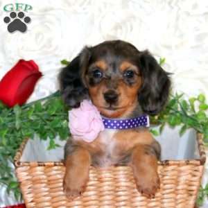 Sapphire-Mini, Dachshund Puppy