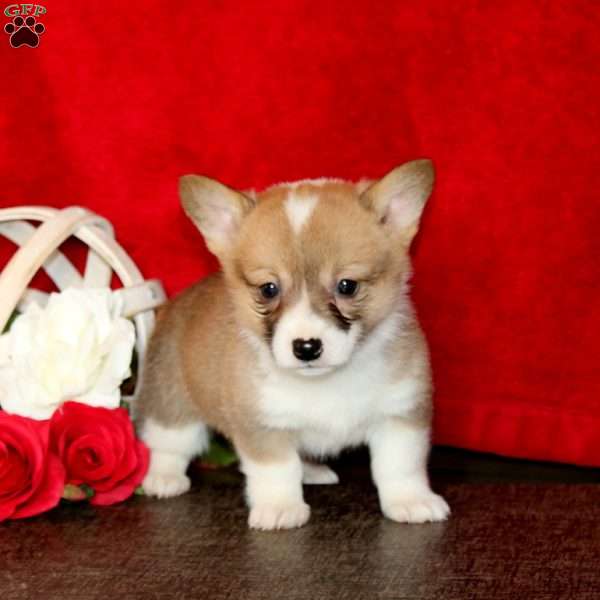 Sara, Pembroke Welsh Corgi Puppy