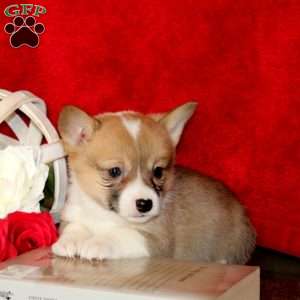 Sara, Pembroke Welsh Corgi Puppy