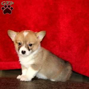 Sara, Pembroke Welsh Corgi Puppy