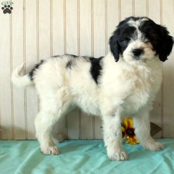 Sarah, Borderdoodle Puppy