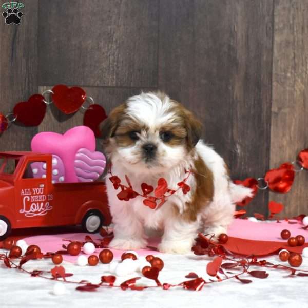Sarah, Shih Tzu Puppy