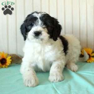 Sarah, Borderdoodle Puppy