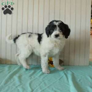 Sarah, Borderdoodle Puppy