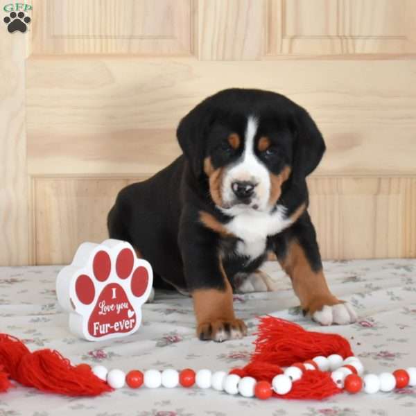 Sarge, Greater Swiss Mountain Dog Puppy