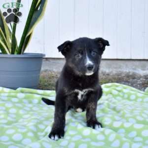 Sarge, German Shepherd Mix Puppy
