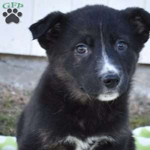 Sarge, German Shepherd Mix Puppy