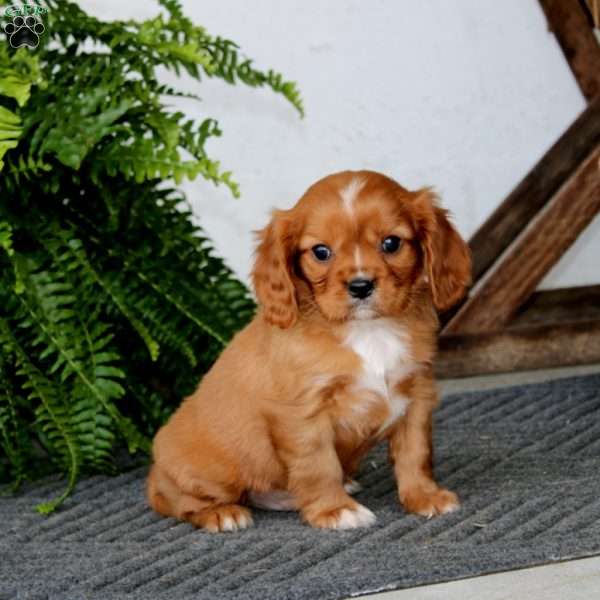 Sarge, Cavalier King Charles Spaniel Puppy
