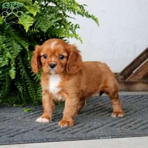 Sarge, Cavalier King Charles Spaniel Puppy