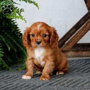 Sarge, Cavalier King Charles Spaniel Puppy