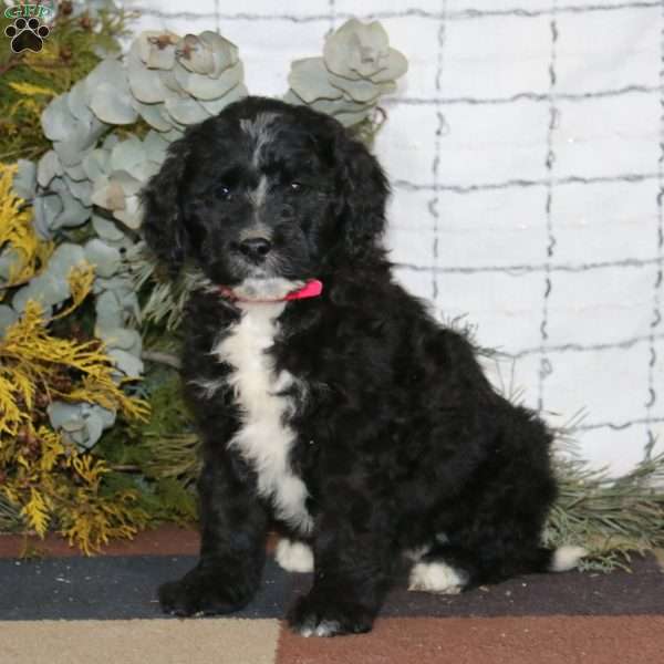 Sari, Bernedoodle Puppy