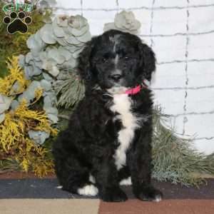 Sari, Bernedoodle Puppy