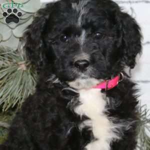 Sari, Bernedoodle Puppy