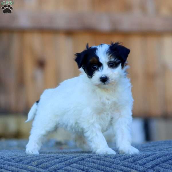 Sasha, Havapoo Puppy