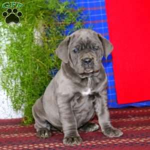 Sasha, Cane Corso Puppy