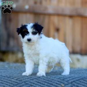 Sasha, Havapoo Puppy