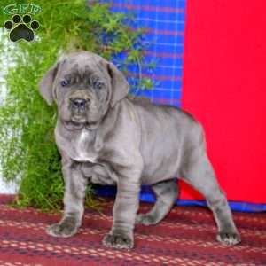 Sasha, Cane Corso Puppy