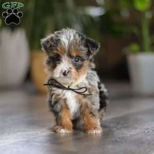 Sauvage, Yorkie Poo Puppy