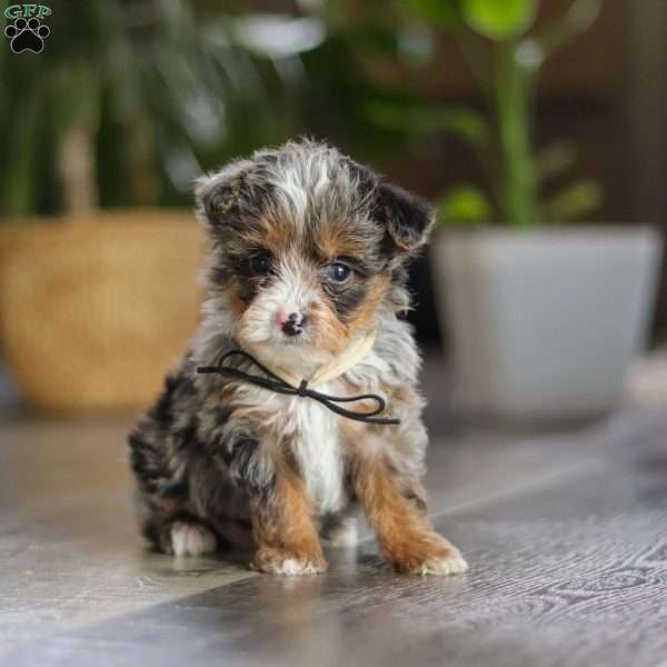 Sauvage, Yorkie Poo Puppy