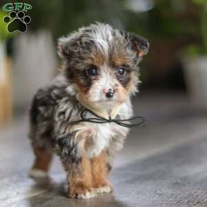 Sauvage, Yorkie Poo Puppy