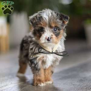 Sauvage, Yorkie Poo Puppy