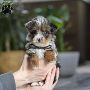 Sauvage, Yorkie Poo Puppy