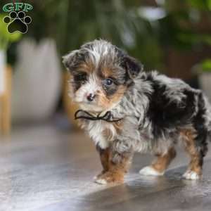 Sauvage, Yorkie Poo Puppy