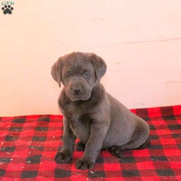 Sawyer, Charcoal Labrador Retriever Puppy