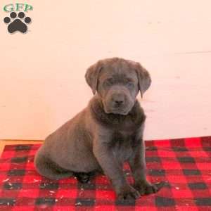 Sawyer, Charcoal Labrador Retriever Puppy
