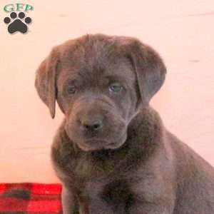 Sawyer, Charcoal Labrador Retriever Puppy