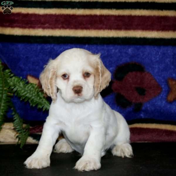Scamper, Cocker Spaniel Puppy