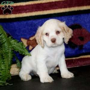Scamper, Cocker Spaniel Puppy