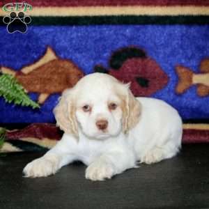 Scamper, Cocker Spaniel Puppy