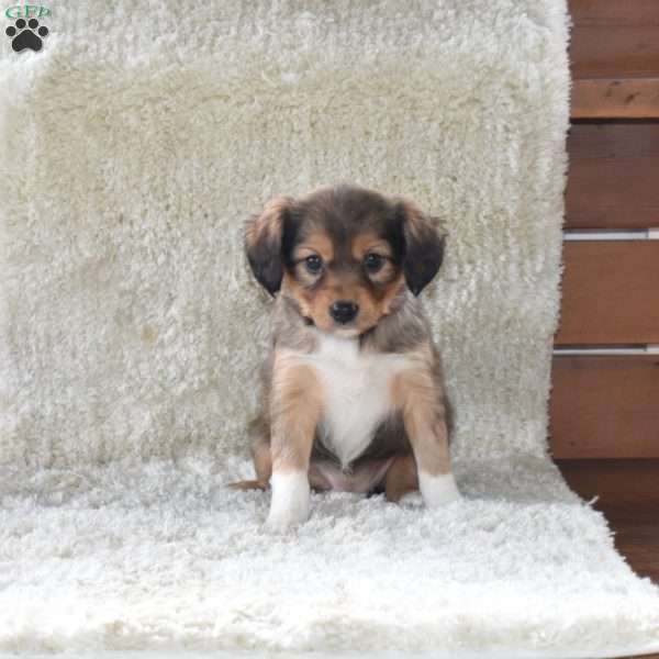 Scarlet, Cavalier King Charles Mix Puppy