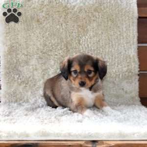 Scarlet, Cavalier King Charles Mix Puppy