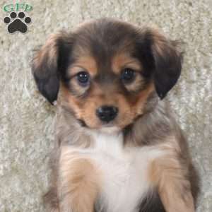 Scarlet, Cavalier King Charles Mix Puppy
