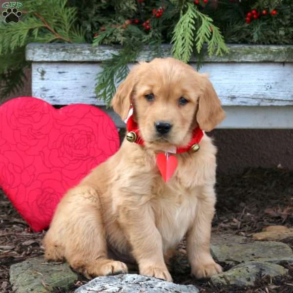 Scooby, Golden Retriever Puppy