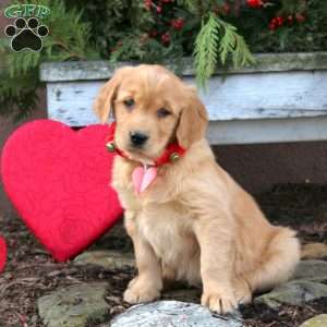 Scooby, Golden Retriever Puppy