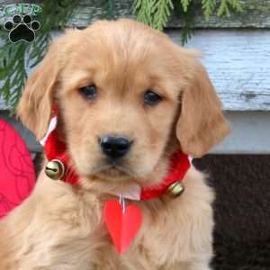 Scooby, Golden Retriever Puppy