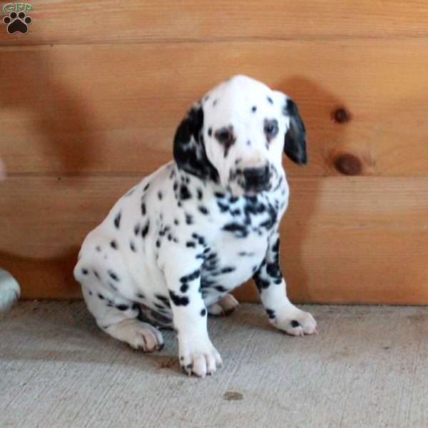 Scooter, Dalmatian Puppy