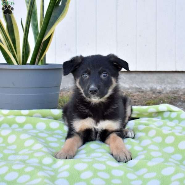 Scooter, German Shepherd Mix Puppy