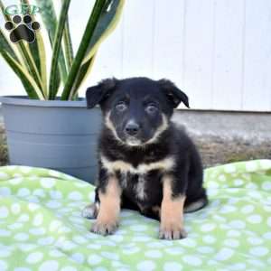 Scooter, German Shepherd Mix Puppy