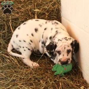 Scooter, Dalmatian Puppy