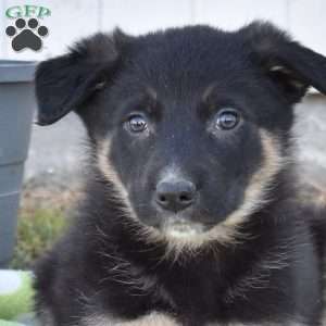 Scooter, German Shepherd Mix Puppy